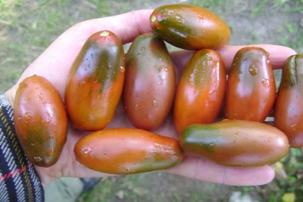 Tomatencreme