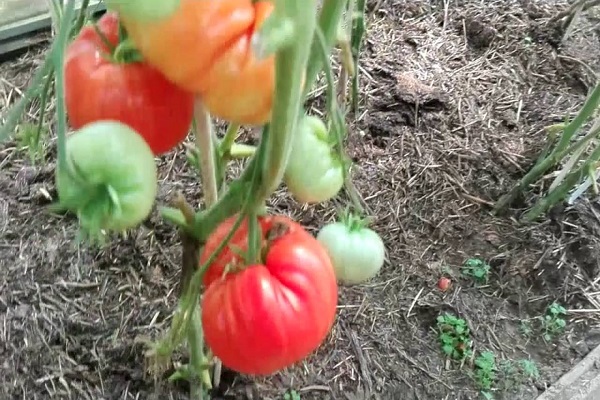 hạ cánh trên giường
