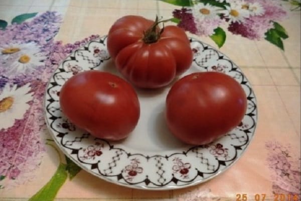 được lai tạo bởi các nhà lai tạo