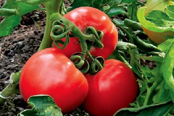 characteristic and yield