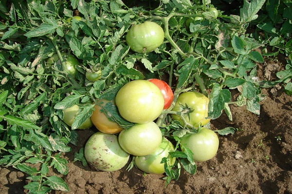 tomate vikingo