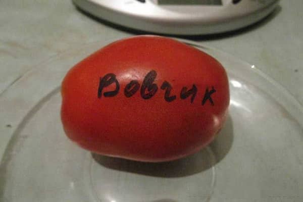 домат Вовчик