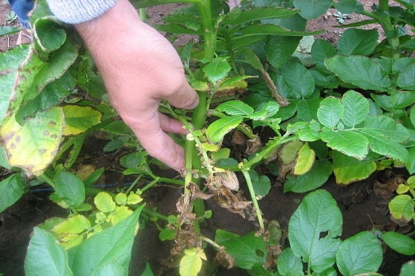 ce légume racine