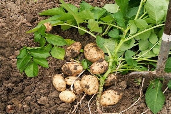 buttage et alimentation