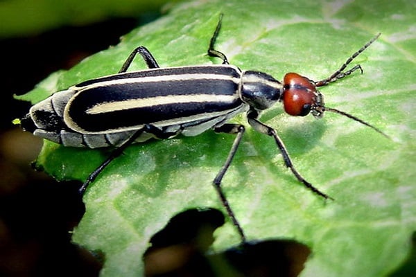 Kartoffel Prügel