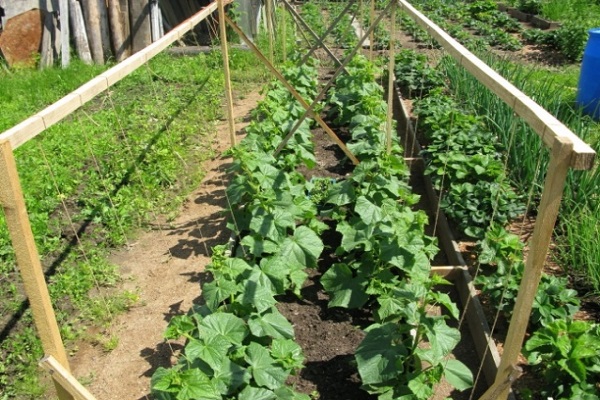 grow cucumbers