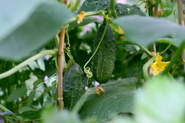 several varieties