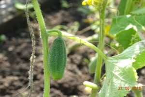 How to grow cucumbers in the open field in the Leningrad region, the best varieties