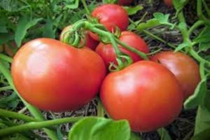 Descrição da variedade de tomate Yana, características de cultivo e rendimento