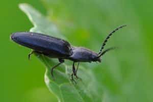 Description and fight against the clicker beetle (wireworm) on potatoes