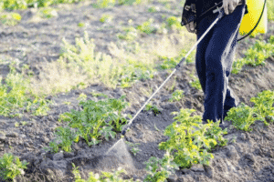 Instruções para usar o remédio para o besouro da batata do Colorado comedor de besouro