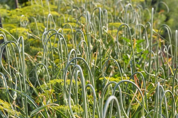 flechas de ajo en el jardín