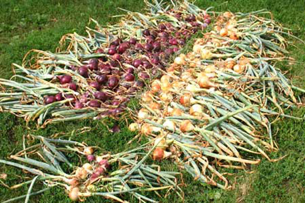 onions in the garden