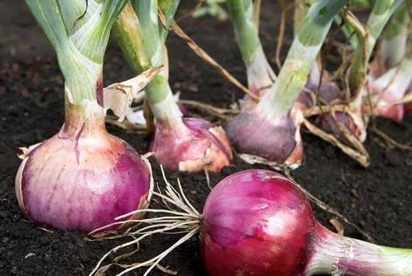 Violetinis svogūnas sode