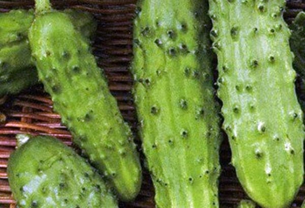 Aussehen der Gurke Serpentine