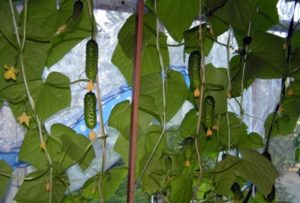 Beschreibung der Gurkensorte Balcony Miracle, Merkmale des Anbaus und der Pflege