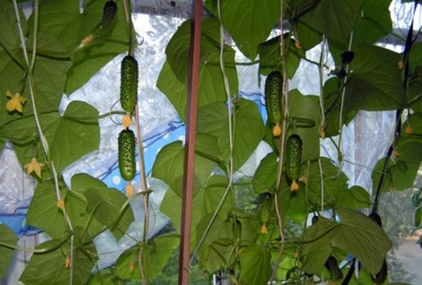 cespugli di cetriolo Balcone Miracolo