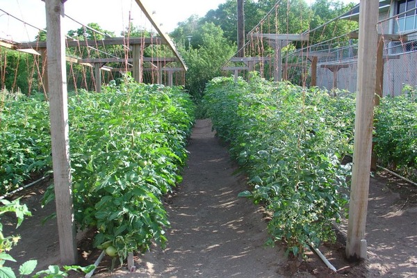 Tomaten auf einem Spalier