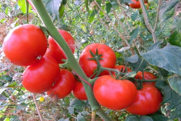 veltinis pomidoras atvirame lauke