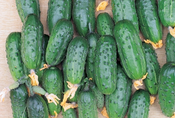 một bó dưa chuột khỏe mạnh