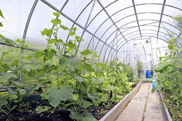 cucumbers in the greenhouse