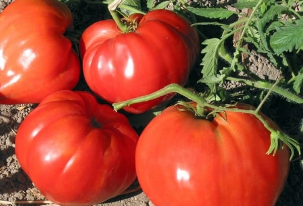 tomato red buffalo in the garden