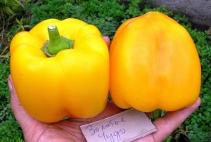 Descrição da variedade de pimenta Golden Miracle, suas características e rendimento