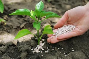 Typer och egenskaper hos mineral-, organiska, fosfor-, kalium- och kvävegödselmedel