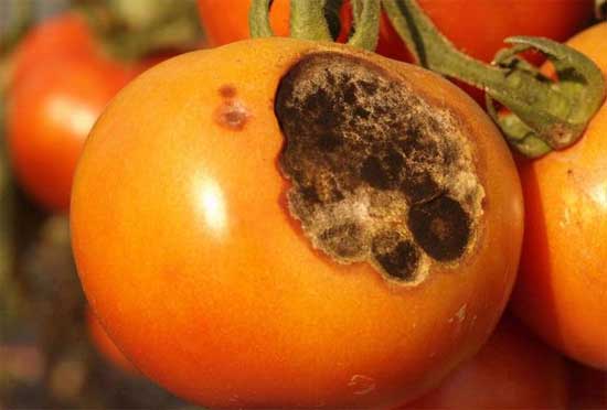 نوع الطماطم مع Alternaria