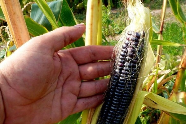 schwarze Schaukel