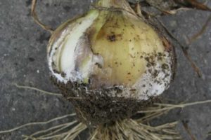 Description et traitement des maladies de l'oignon, mesures de contrôle et mesures à prendre