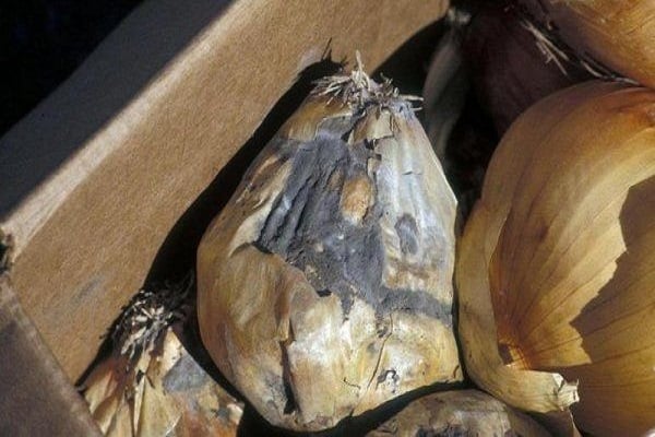ناقلات العدوى