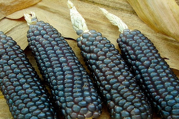 heilende Abkochungen