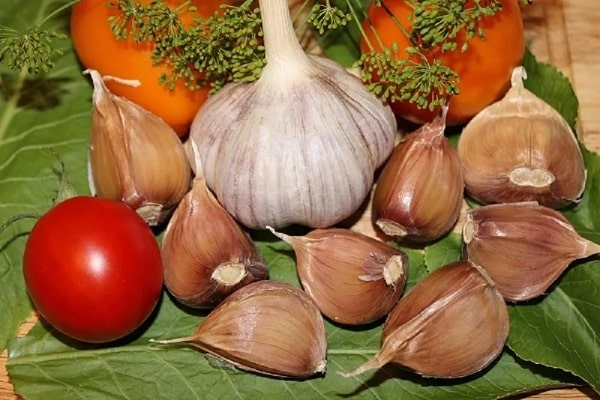 Knoblauch Bogatyr