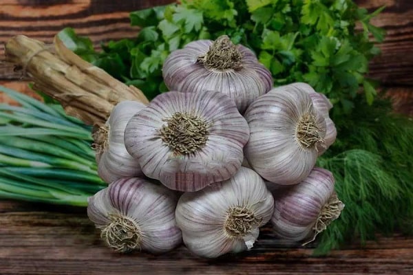 Knoblauchknolle
