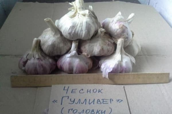 bắn tên