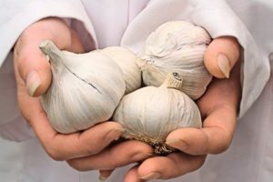 Mô tả các giống tỏi Messidor và Germidor, đặc điểm canh tác và năng suất