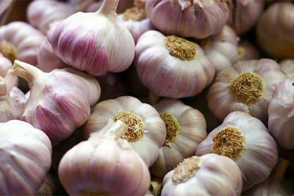 phẩm giá của sự đa dạng