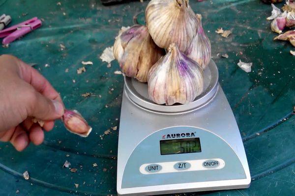 tỏi trên vảy