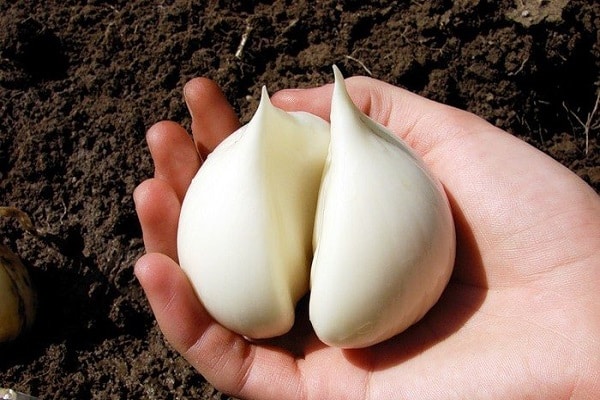 Rocumball Knoblauch