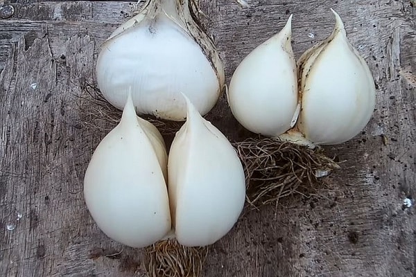 Riesenknoblauch
