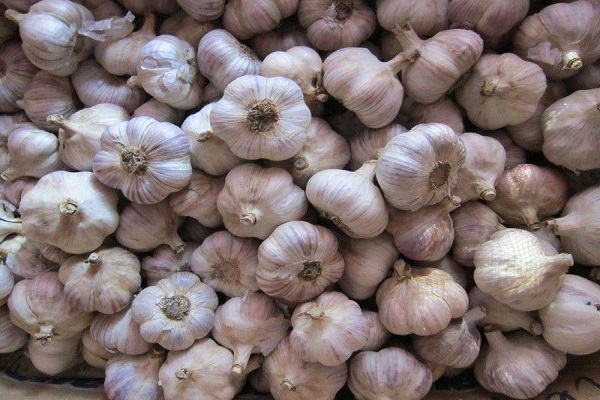 garlic giant