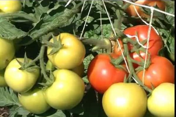 доматни храсти изгрев