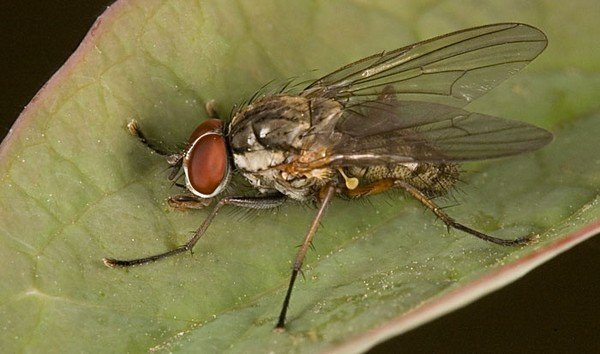 apariencia de la mosca de la cebolla