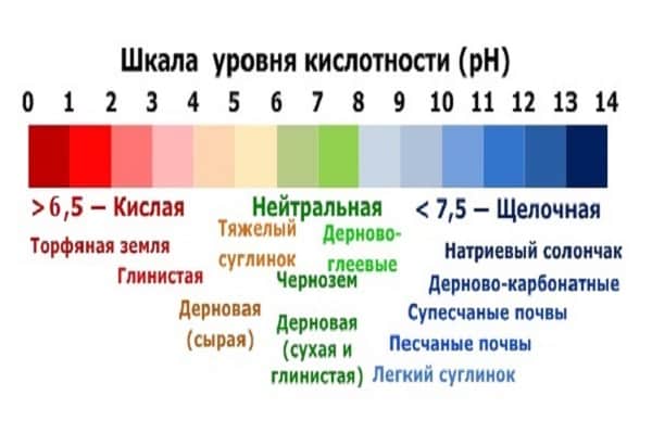acidity determination