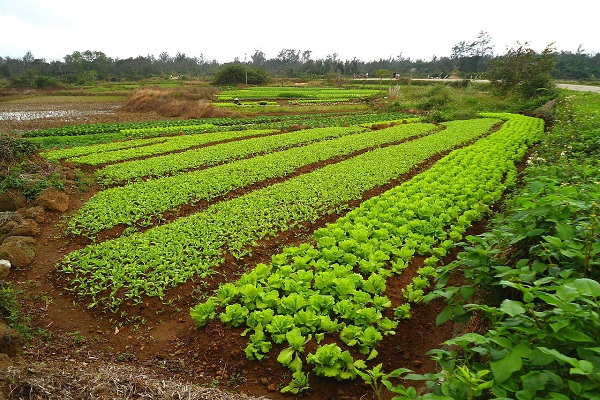 nutrient soil
