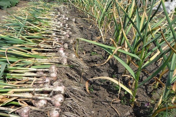 dry the garlic