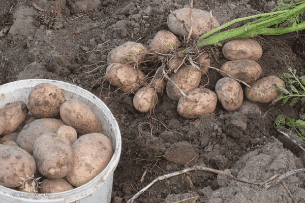 odla potatis