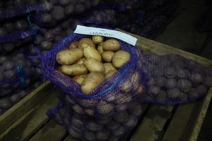 Beschreibung der Kartoffelsorte Aurora, Merkmale des Anbaus und der Pflege