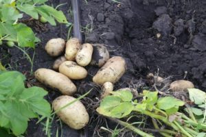 Beskrivelse af Impala-kartoffelsorten, funktioner i dyrkning og pleje
